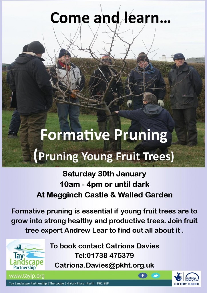 Formative Pruning, Megginch mk 3